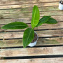 Musa Florida " bananero tropical "