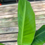 Musa Florida " bananero tropical "