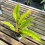 Philodendron Ring Of Fire Golden