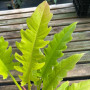 Philodendron Ring Of Fire Golden 60 cm
