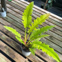 Philodendron Ring Of Fire Golden 60 cm