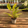 Philodendron Ring Of Fire Golden 60 cm