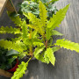 Philodendron Ring Of Fire Golden 60 cm