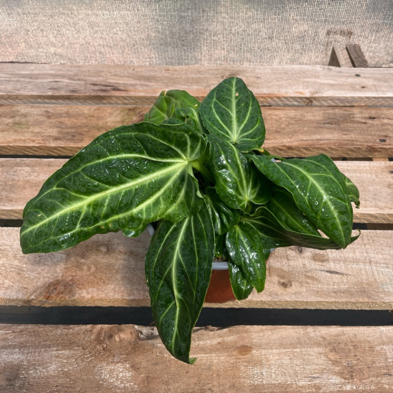 Anthurium Villenaorum