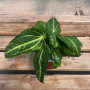 Anthurium Villenaorum
