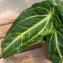 Anthurium Villenaorum