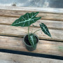 Alocasia Amazónica