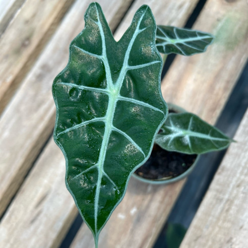 Alocasia Amazónica