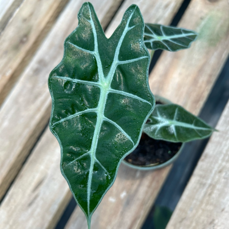 Alocasia Amazónica