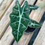 Alocasia Amazónica