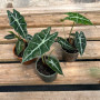 Alocasia Amazónica