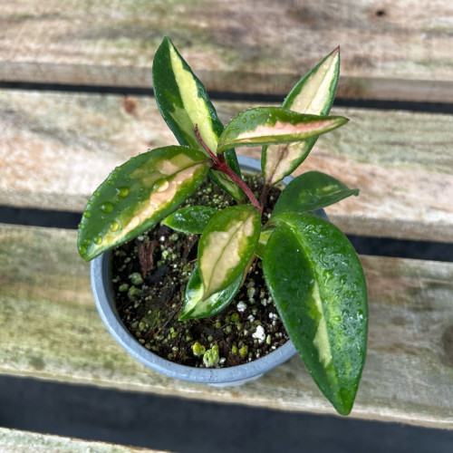Hoya Krimson Princess