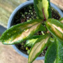 Hoya Krimson Princess