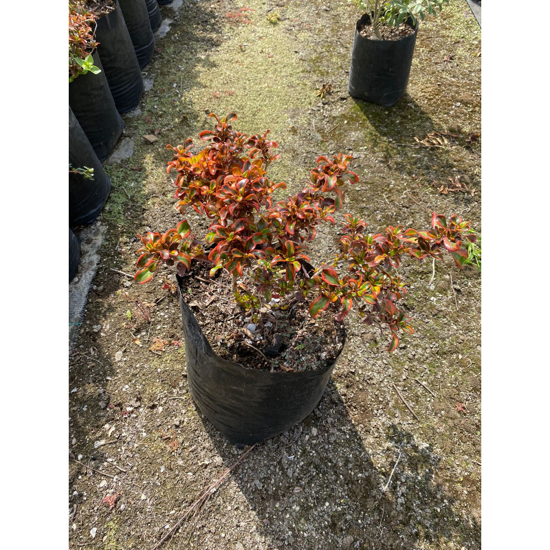 Coprosma