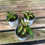 Hoya Krimson Princess