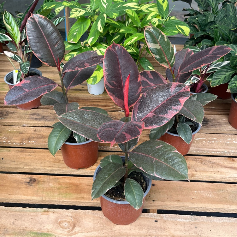Gomero Ruby ROJO