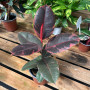 Gomero Ruby ROJO