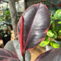 Gomero Ruby ROJO