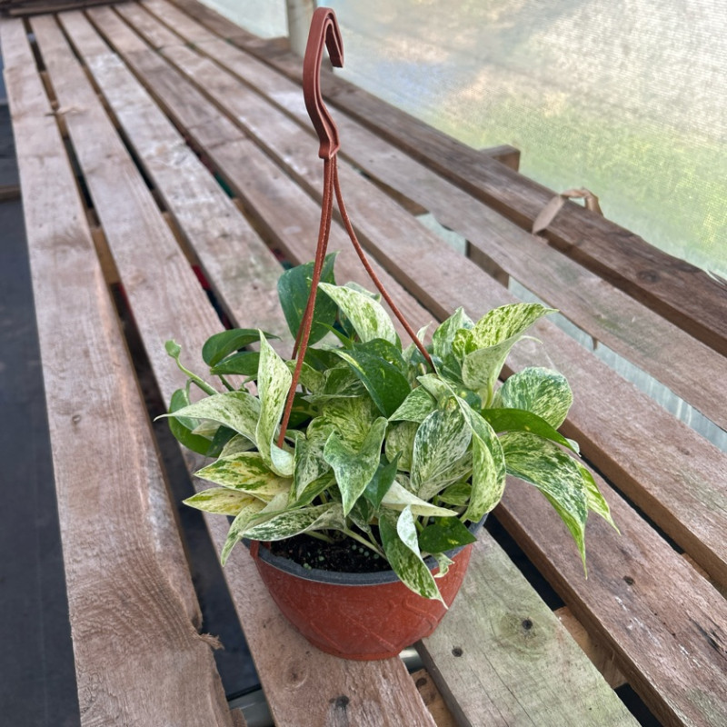 Scindapsus Marble Queen