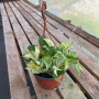 Scindapsus Marble Queen