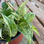 Scindapsus Marble Queen