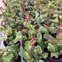 Scindapsus Marble Queen