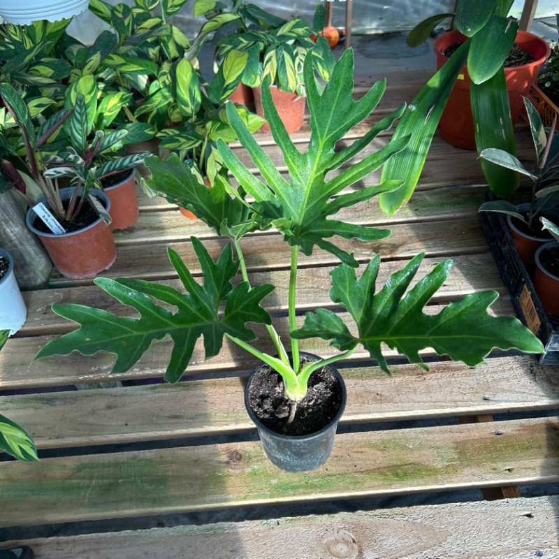 Philodendron Paraguayo (L)