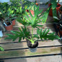 Philodendron Paraguayo (L)