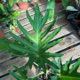Philodendron Paraguayo