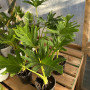 Philodendron Paraguayo