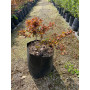 Coprosma