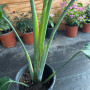 Strelitzia Nicolai Flor del pajaro blanca