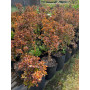 Coprosma