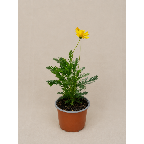 Paquerette californiano