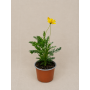 Paquerette californiano