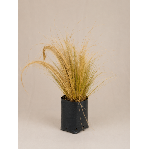 Stipa
