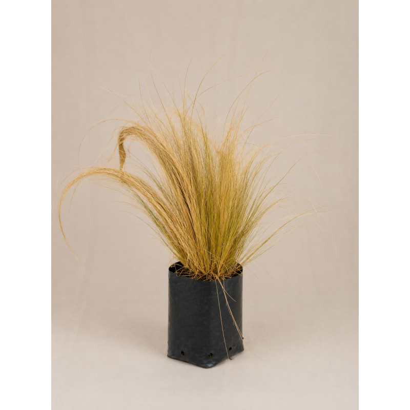 Stipa