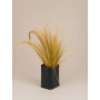 Stipa