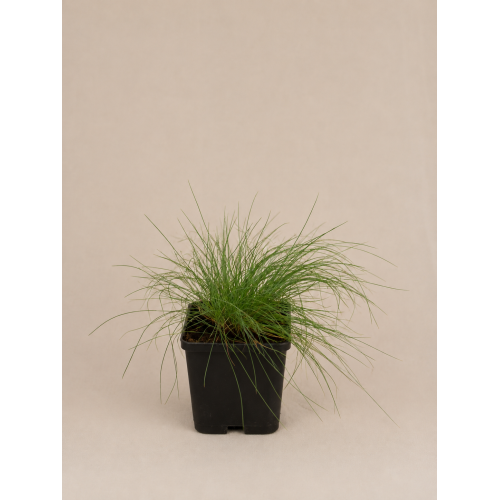 Festuca Glauca