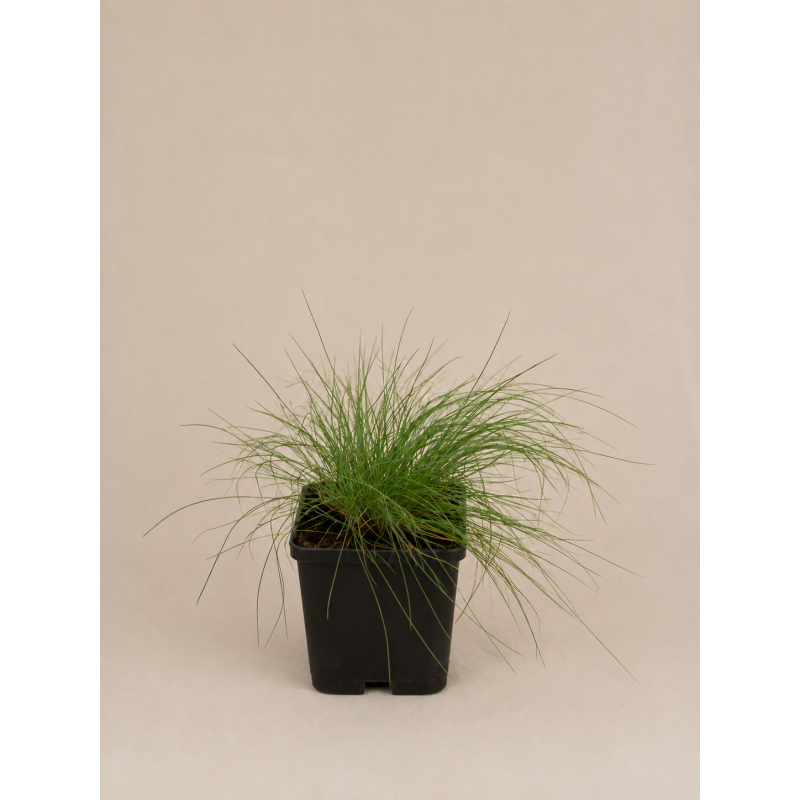 Festuca Glauca
