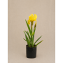 lirio amarillo