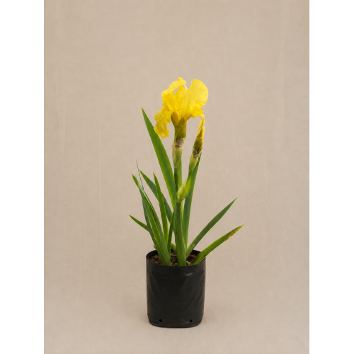 lirio amarillo