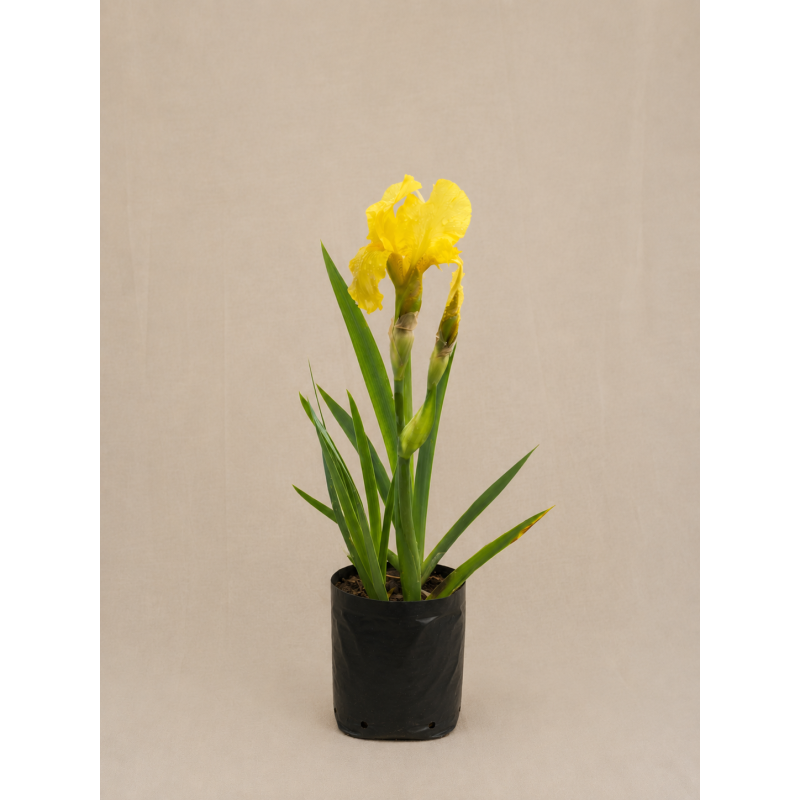 lirio amarillo