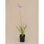 tubalgia