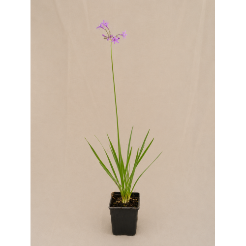 tubalgia