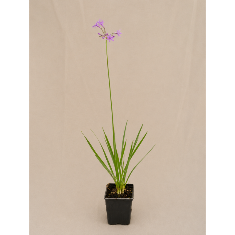 tubalgia