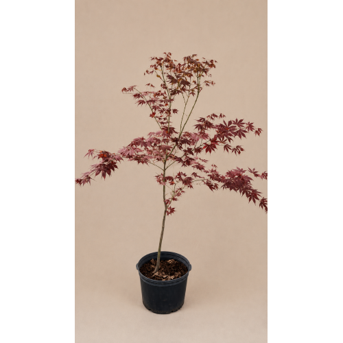 Acer palmatum Atropurpureo