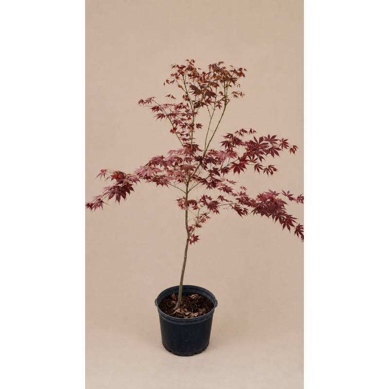 Acer palmatum Atropurpureo