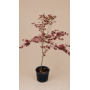 Acer palmatum Atropurpureo