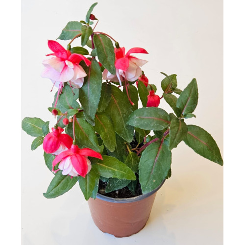 Fucsia